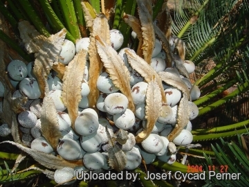 Cycas pruinosa