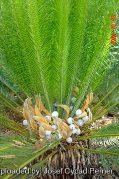 Cycas pruinosa