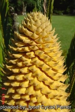 Cycas revoluta