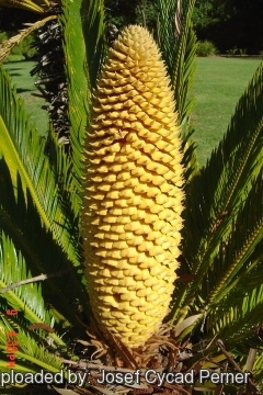 Cycas revoluta