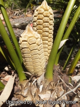 Zamia inermis