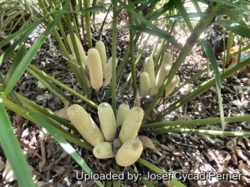 Zamia inermis
