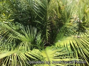 Zamia inermis