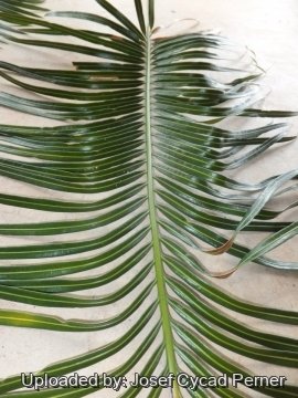 Cycas neocaledonica