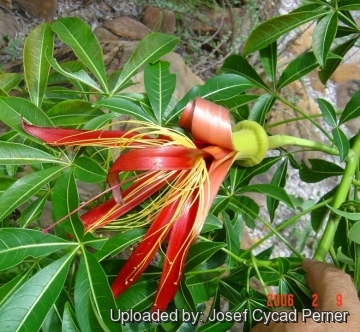 Adansonia madagascariensis