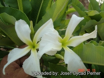 Pachypodium lealii