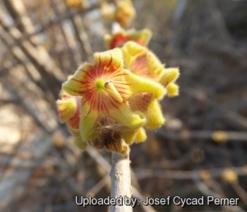 Sterculia rogersii