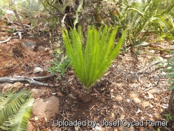 Microcycas calocoma