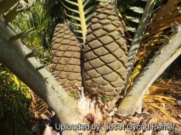 Encephalartos septentrionalis cv. Sudan Silver