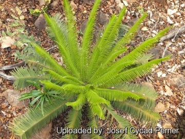 Microcycas calocoma