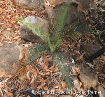 Cycas desolata