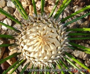 Cycas armstrongii