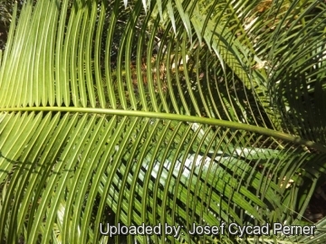 Cycas macrocarpa