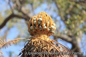 Cycas basaltica