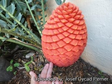 Encephalartos ferox