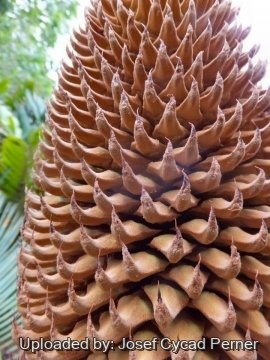 Cycas maconochiei