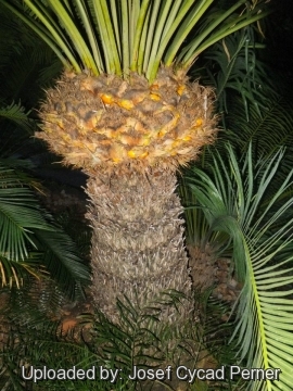 Cycas pectinata