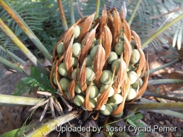 Cycas basaltica