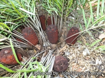 Zamia integrifolia