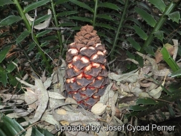 Encephalartos hildebrandtii