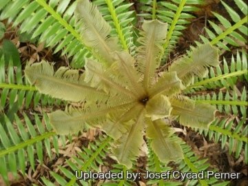 Dioon spinulosum