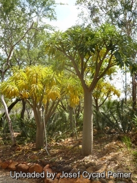 Pachypodium rutenbergianum