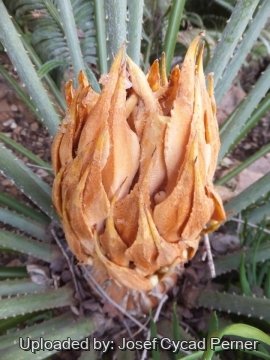Cycas thouarsii