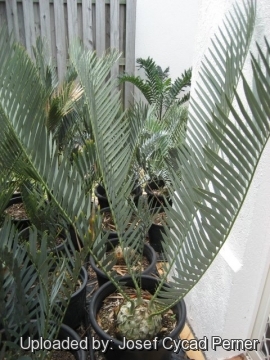 Encephalartos middelburgensis