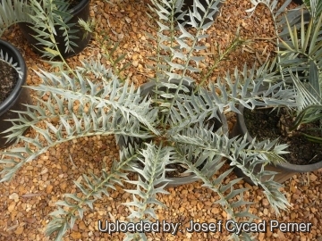 Encephalartos horridus