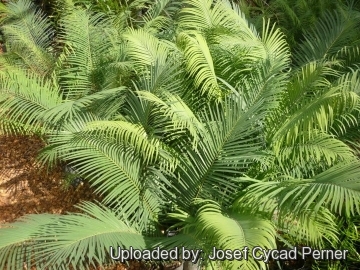 Cycas guizhouensis