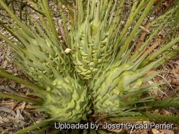 Macrozamia riedlei