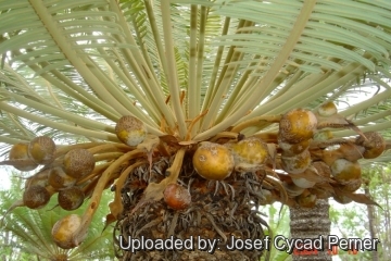 Cycas maconochiei