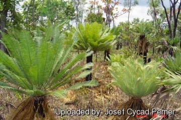 Cycas maconochiei