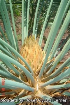 Cycas canalis