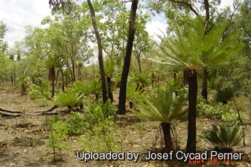 Cycas canalis