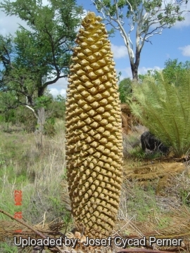 Cycas calcicola