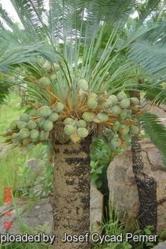 Cycas conferta