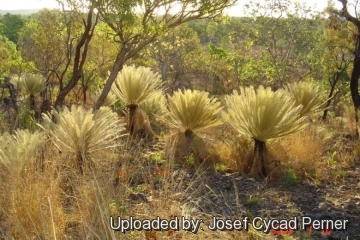 Cycas calcicola