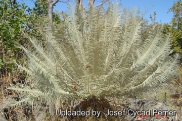 Cycas calcicola