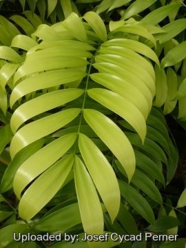 Ceratozamia robusta