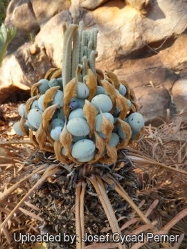 Cycas furfuracea