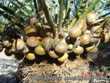 Cycas clivicola