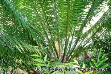 Cycas bougainvilleana