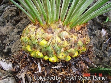 Cycas clivicola