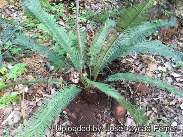 Cycas arnhemica