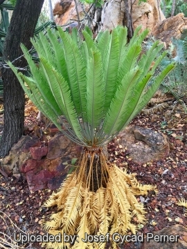 Cycas conferta