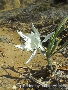 Pancratium maritimum