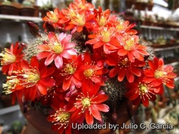 Rebutia spegazziniana var. atroviridis