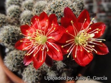Rebutia mamillosa var. australis