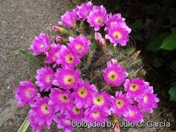 Echinocereus pentalophus